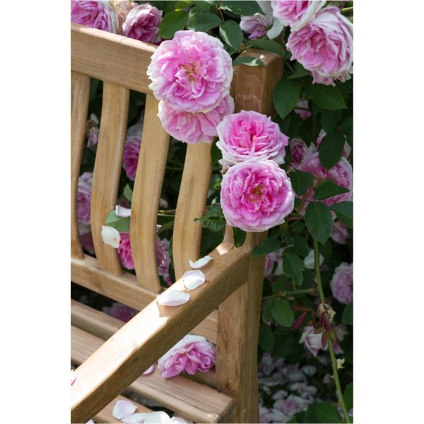 Silberhochzeit Bank mit Gravur zB Ranke, Gartenbank Mendip 180cm, Edelstahlschild personalisiert